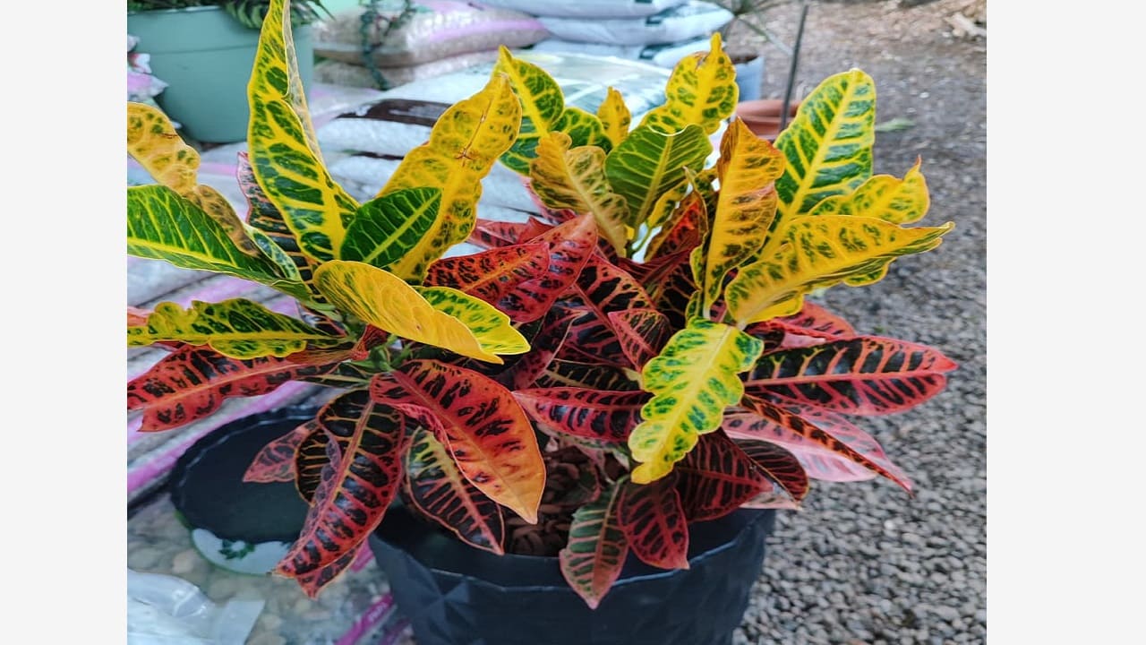 Foto trasformare-5.jpg